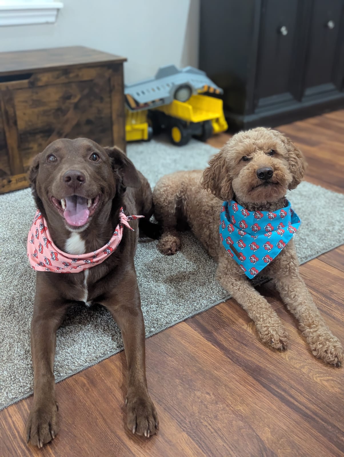 Amanda Huffman's two dogs in matching bandanas